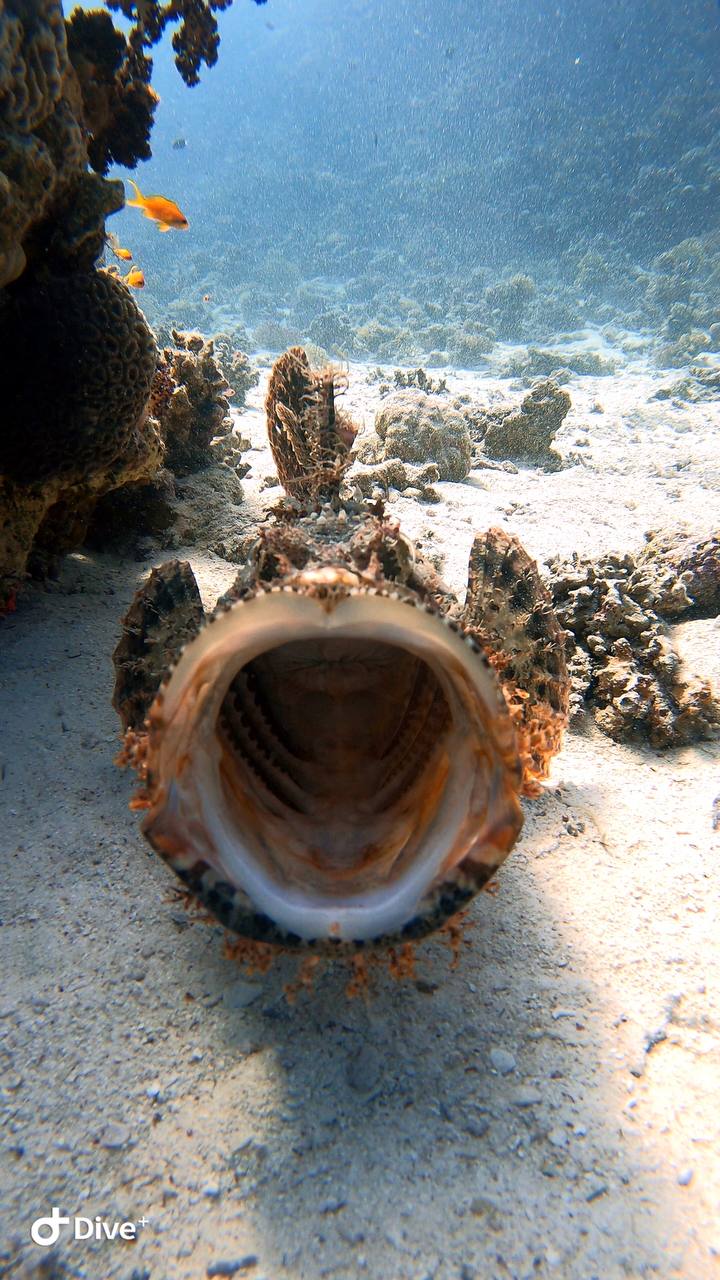 Scuba diver exploring a coral reef in Hurghada