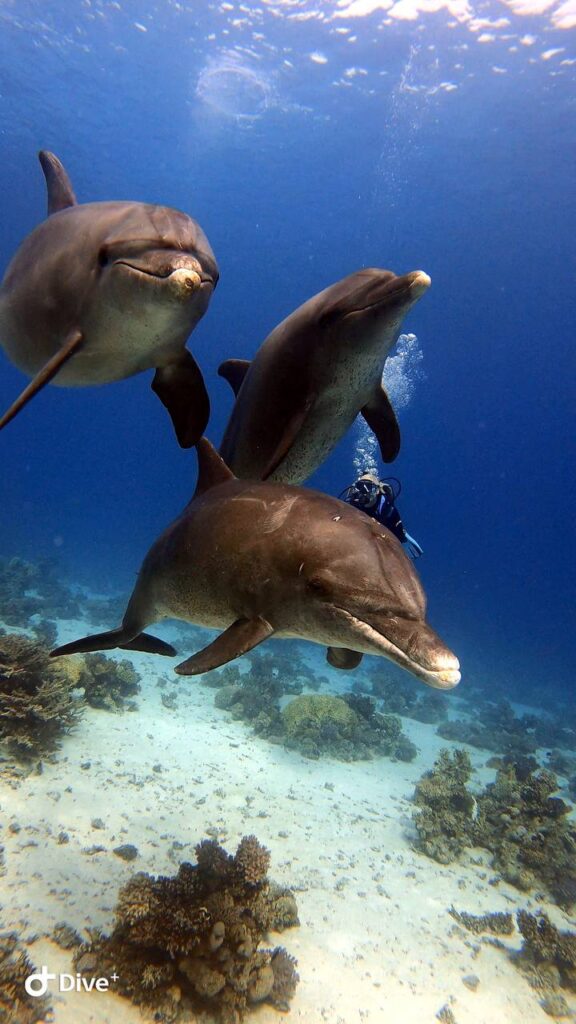 Scuba diving experience in Hurghada, Red Sea