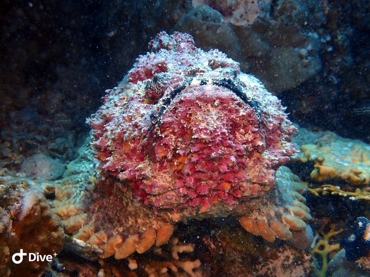 Vibrant coral reef and tropical fish in Hurghada, Red Sea