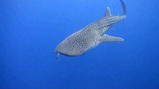 Scuba diving boat trip in Hurghada, Red Sea
