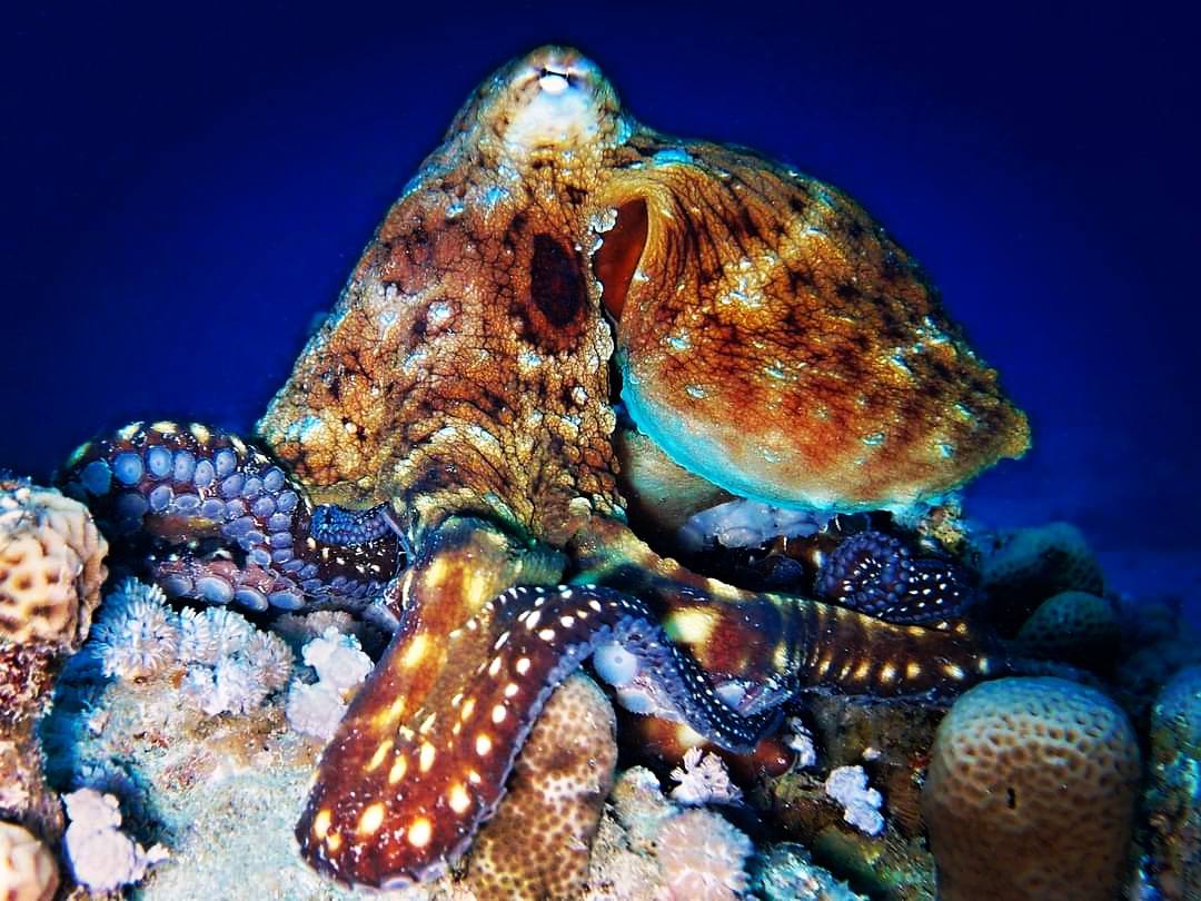 Diver encountering marine life in Hurghada, Red Sea