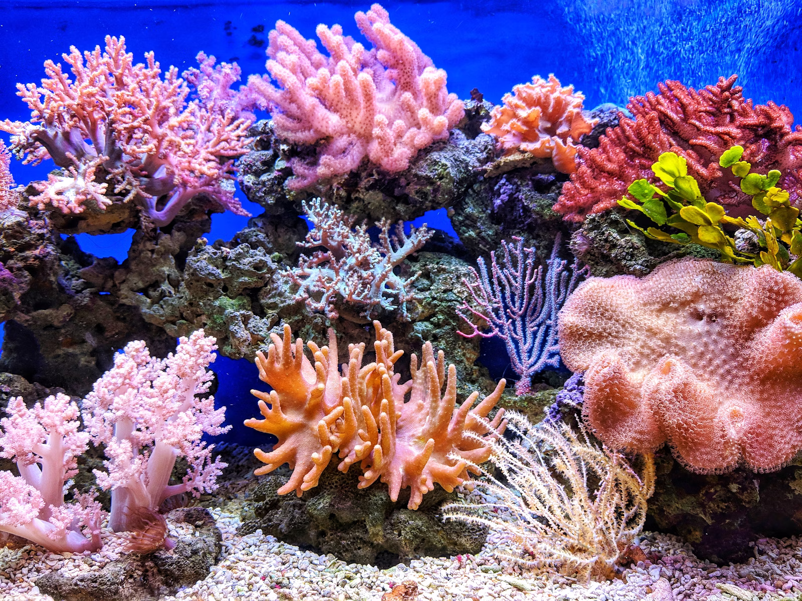 French-speaking scuba diving professionals in Hurghada, Egypt